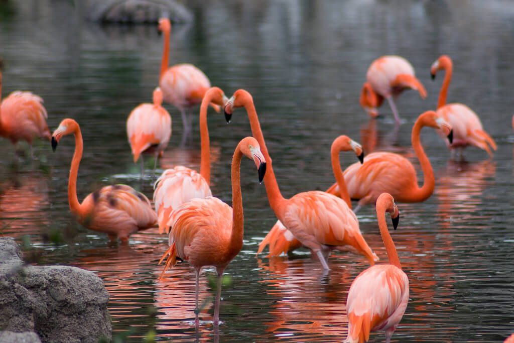 temaiken_Flickr_Daniel_Perez_Sutil