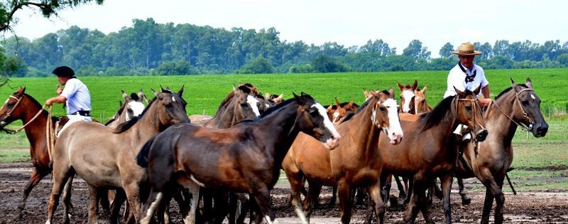 cavalos-santa-susana