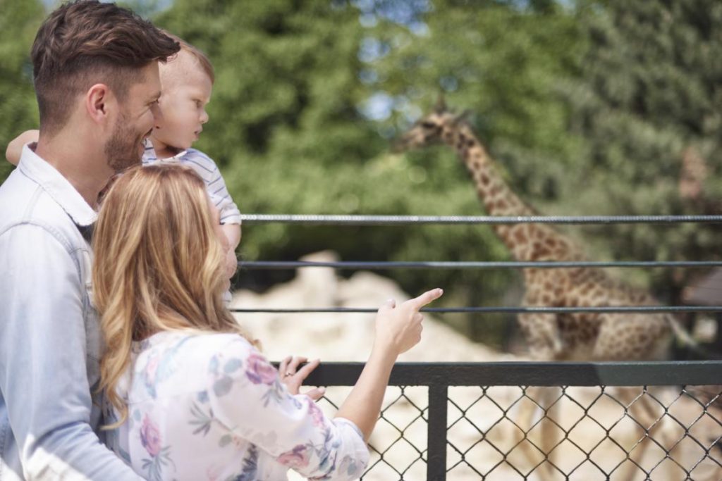 Zoologico (3)