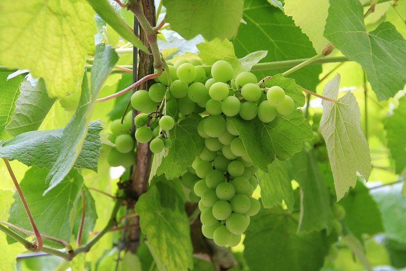 torrontes-uva-tipo torrontes