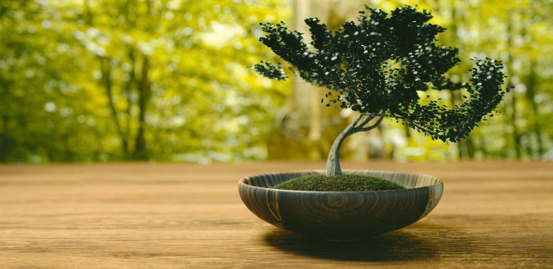 Bonsai-jardim jardim-japones