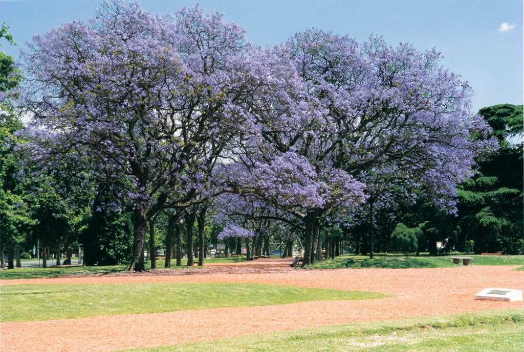 6_jacaranda_primavera_verde