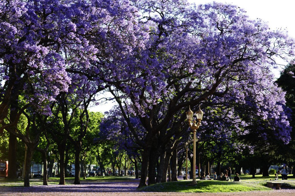 buenos-aires-gratis-jacarandas-2-1024×682