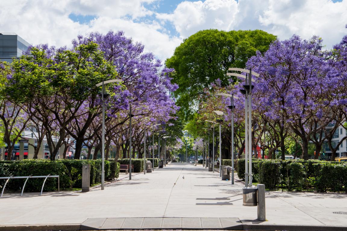 Primavera