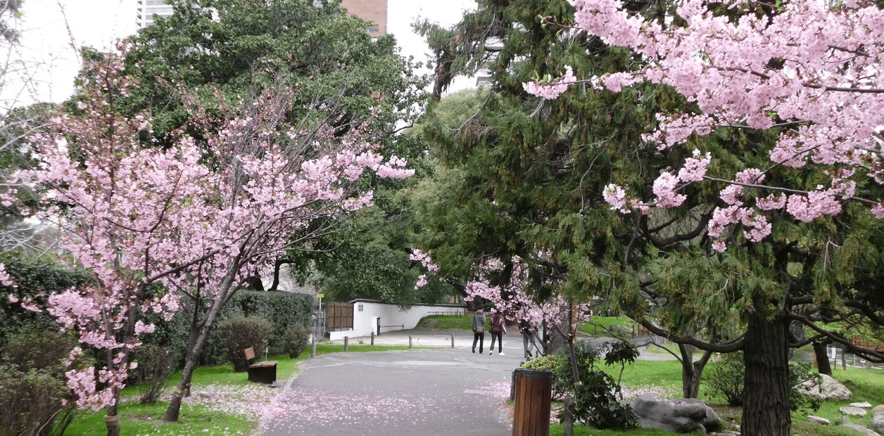 CEREJEIRAS passeios em Buenos Aires na primavera